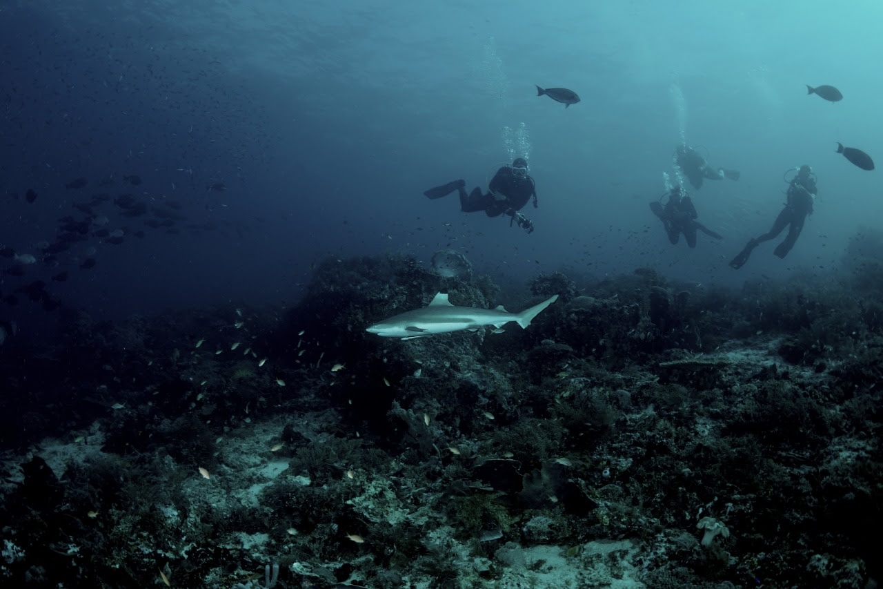 Cape Kri diving with Black Tip Reef Sharks