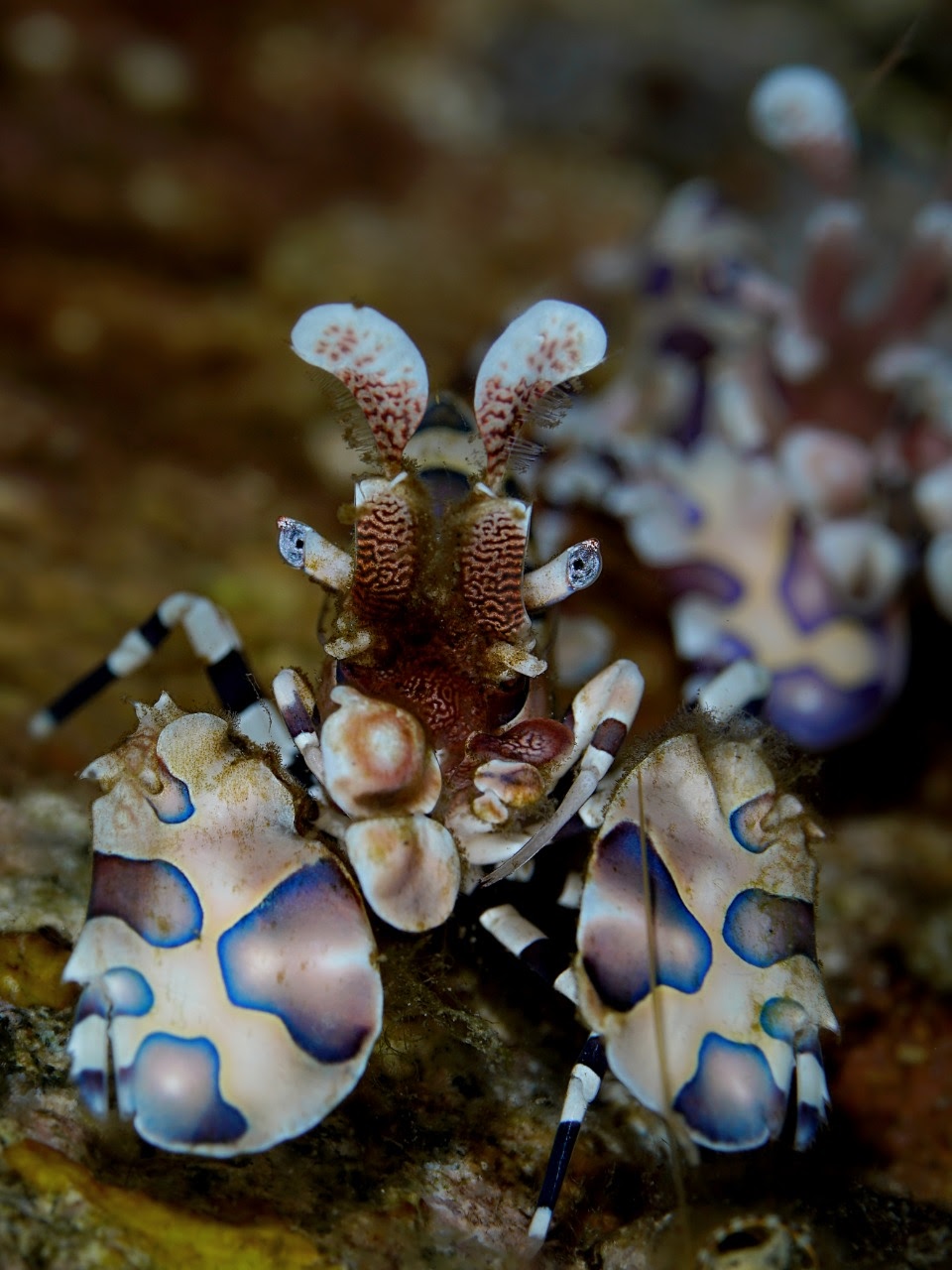 Mantis Shrimp found during a dive