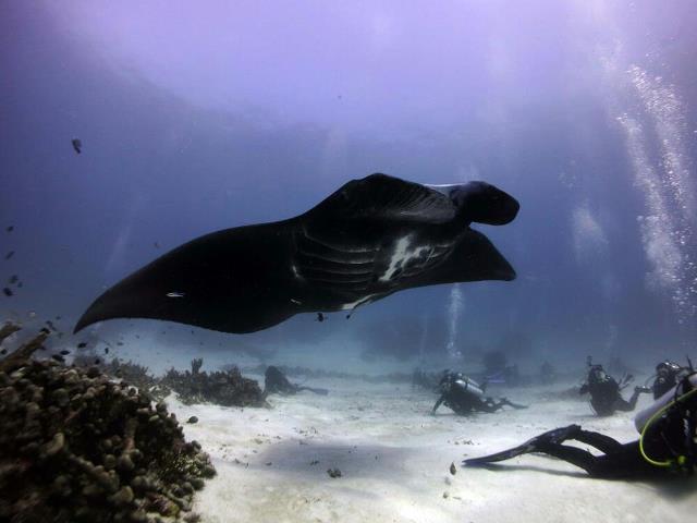 manta with divers